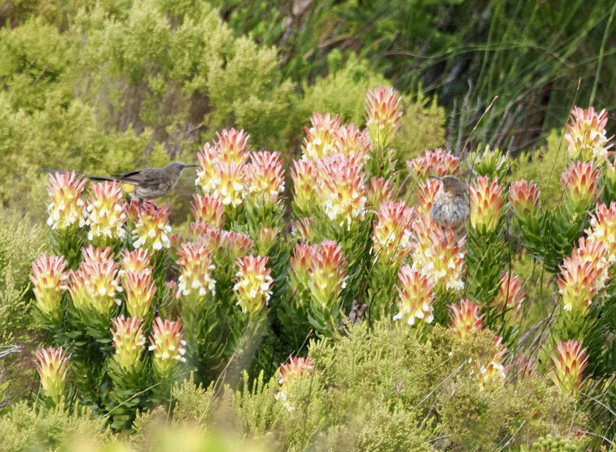 Cape Sugarbird - ML645519059