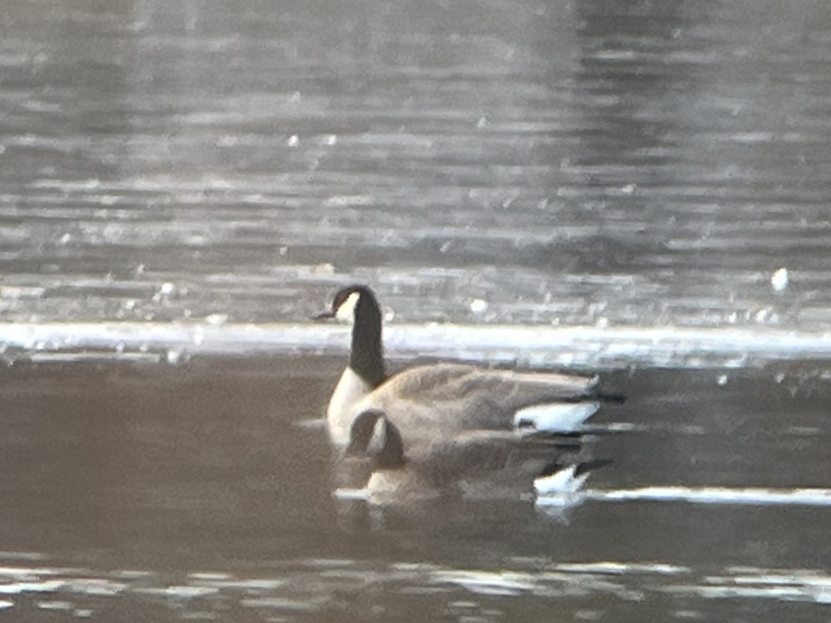 小加拿大雁 - ML645519061