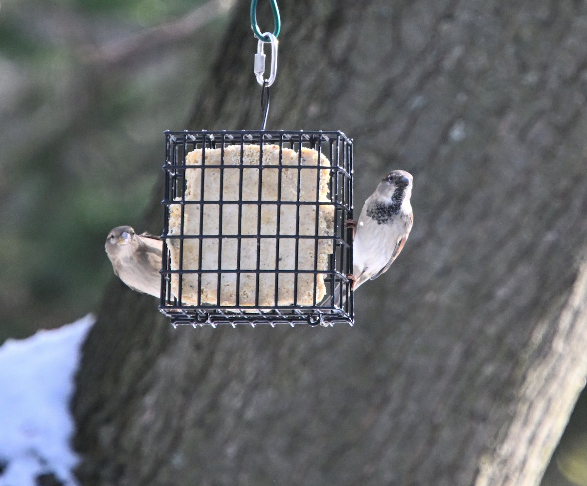 House Sparrow - ML645519063