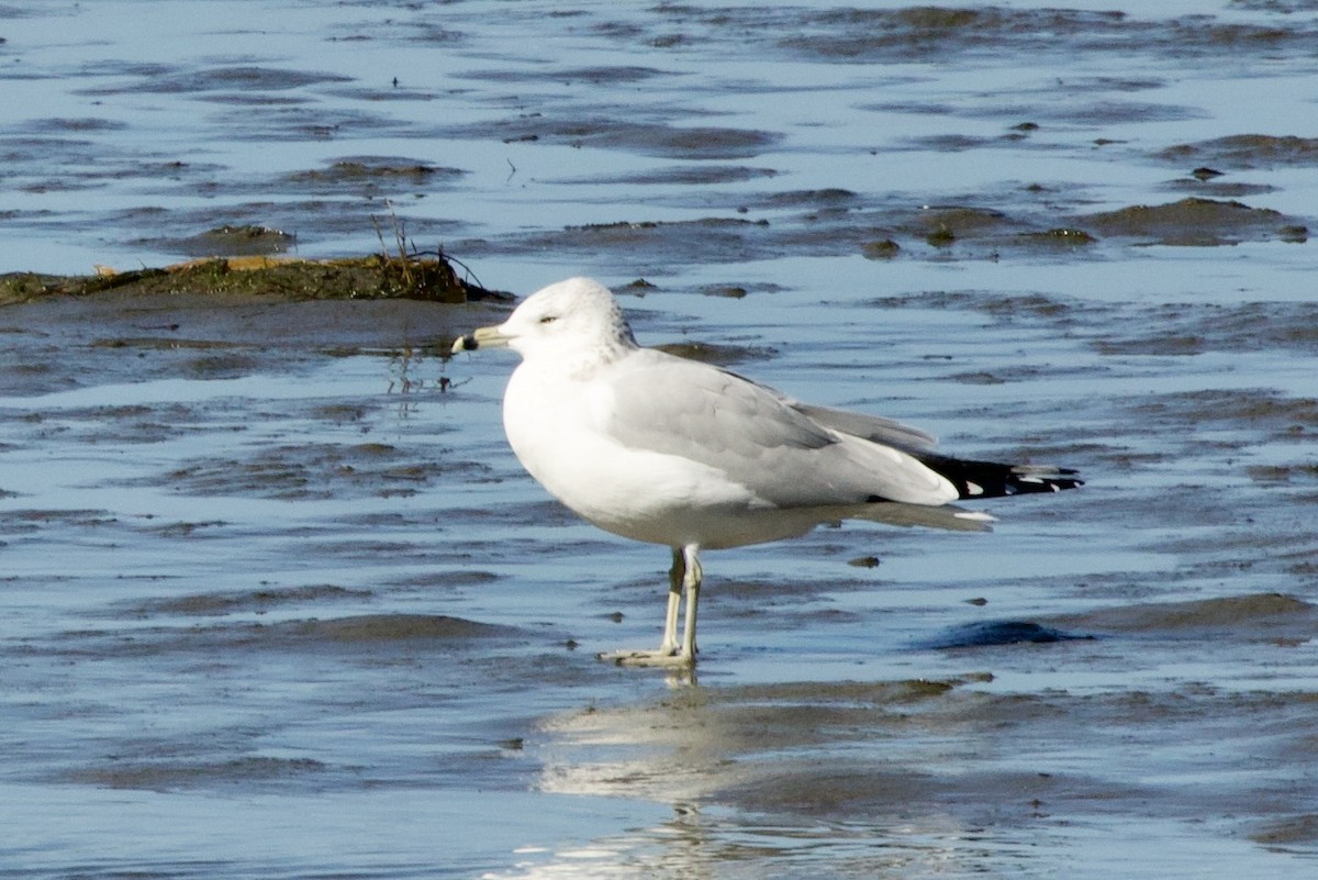 Ring-billed Gull - ML645519064