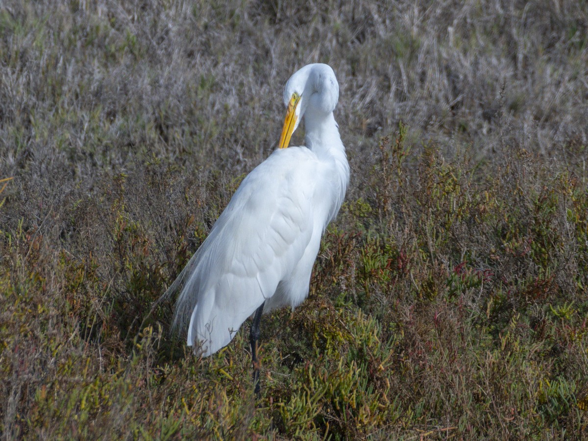 Great Egret - ML645519066