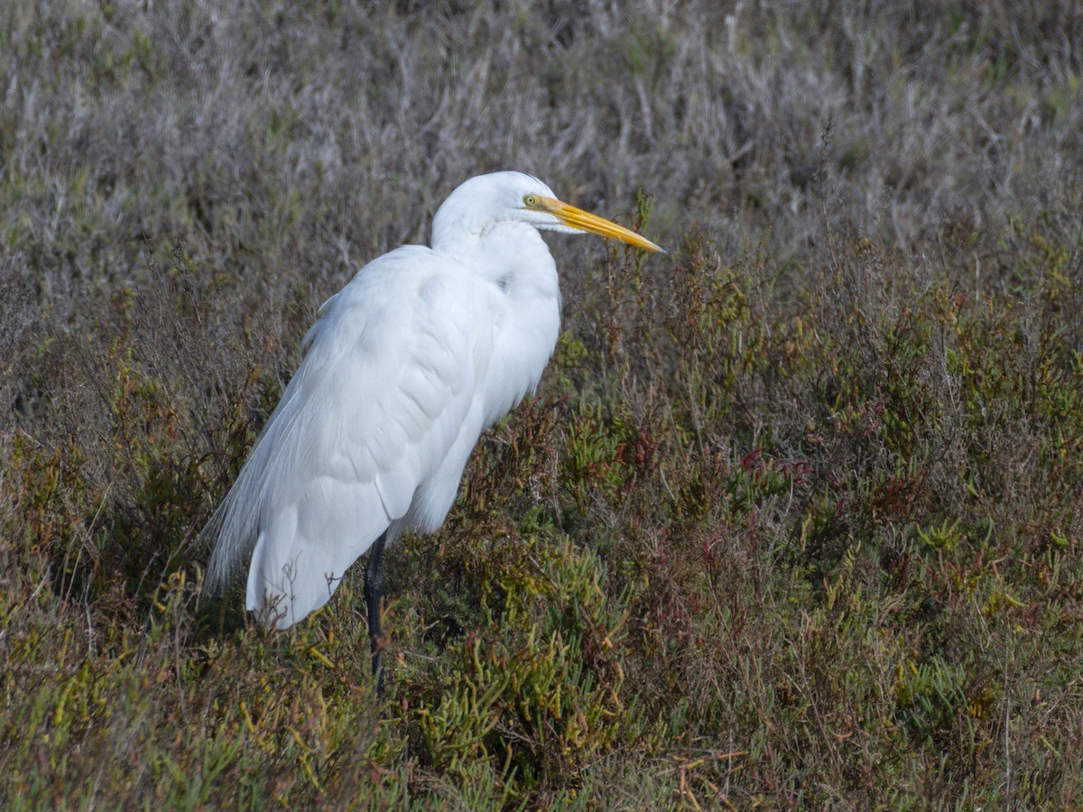 Great Egret - ML645519067