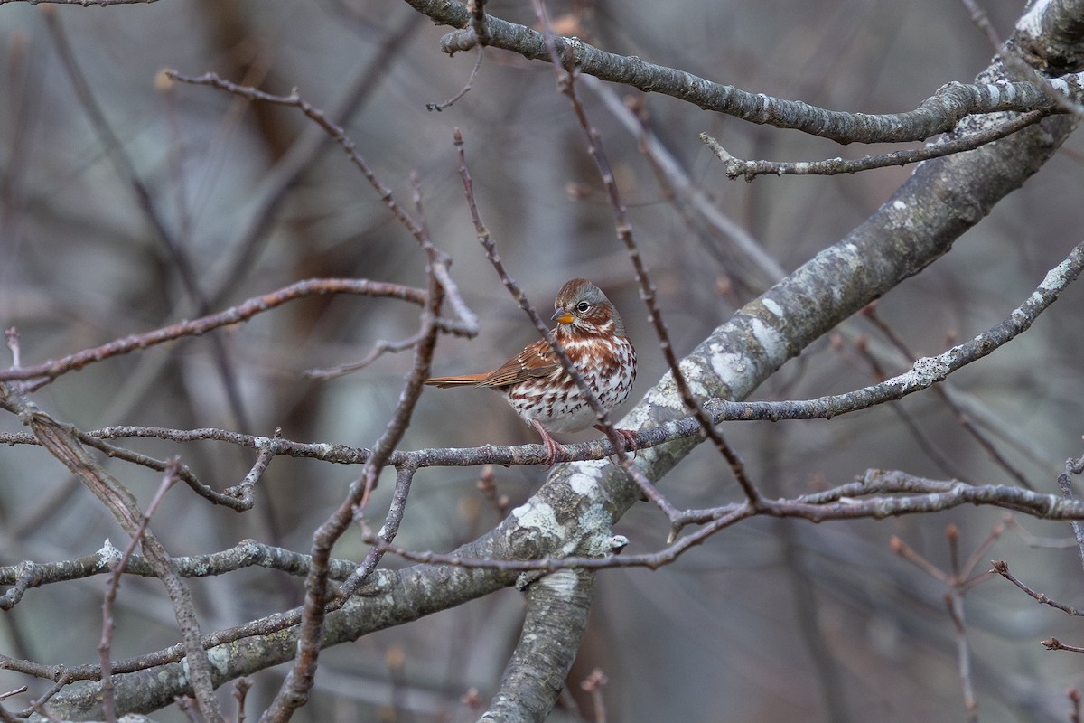 Fox Sparrow (Red) - ML645519068