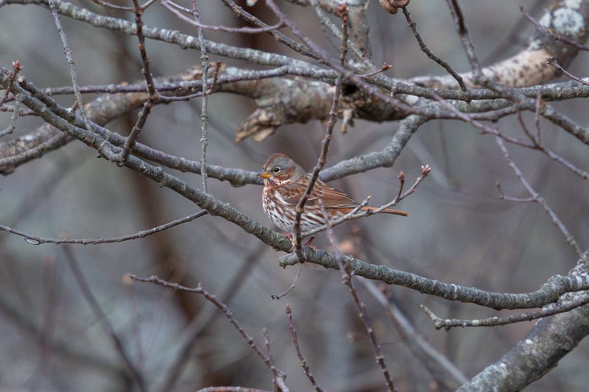 Fox Sparrow (Red) - ML645519069
