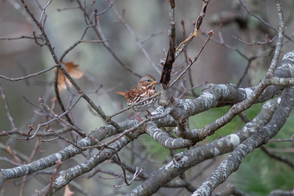 Fox Sparrow (Red) - ML645519070