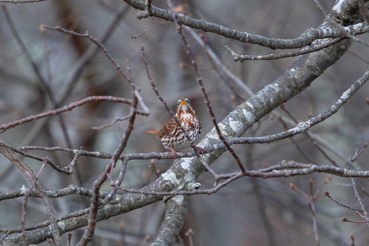 Fox Sparrow (Red) - ML645519071