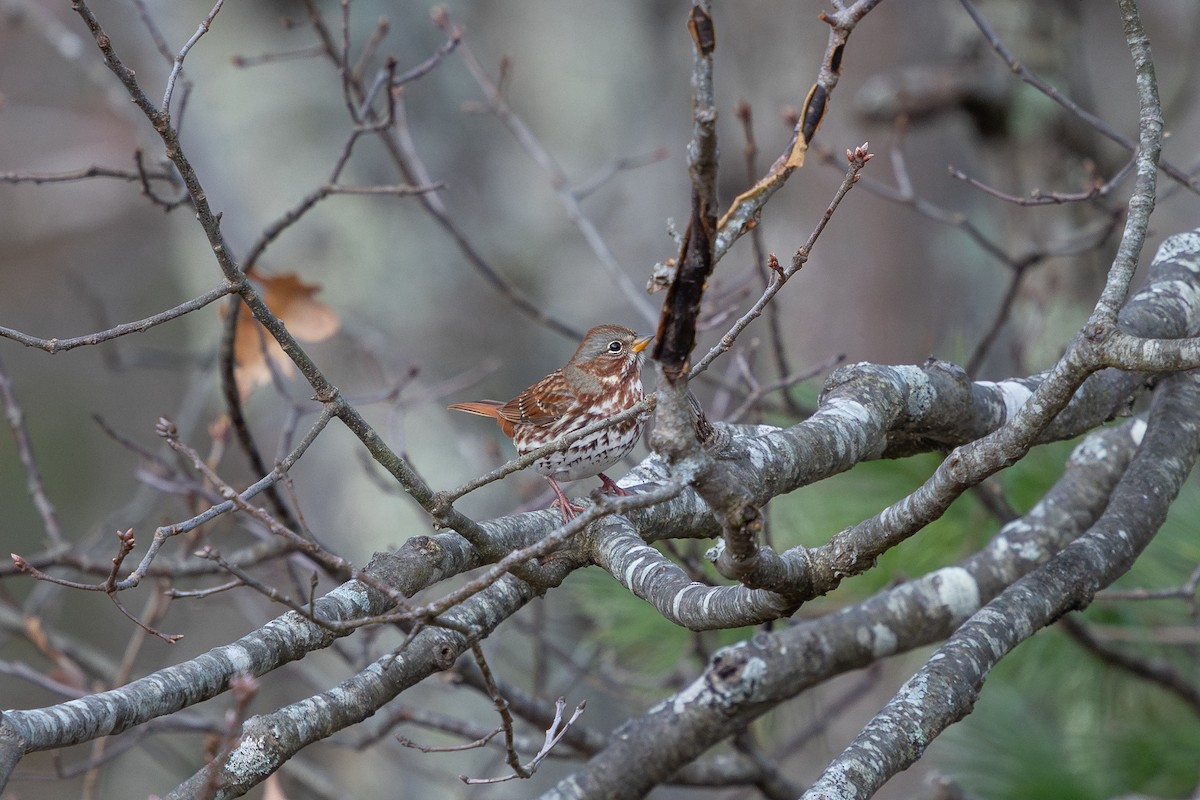 Fox Sparrow (Red) - ML645519072