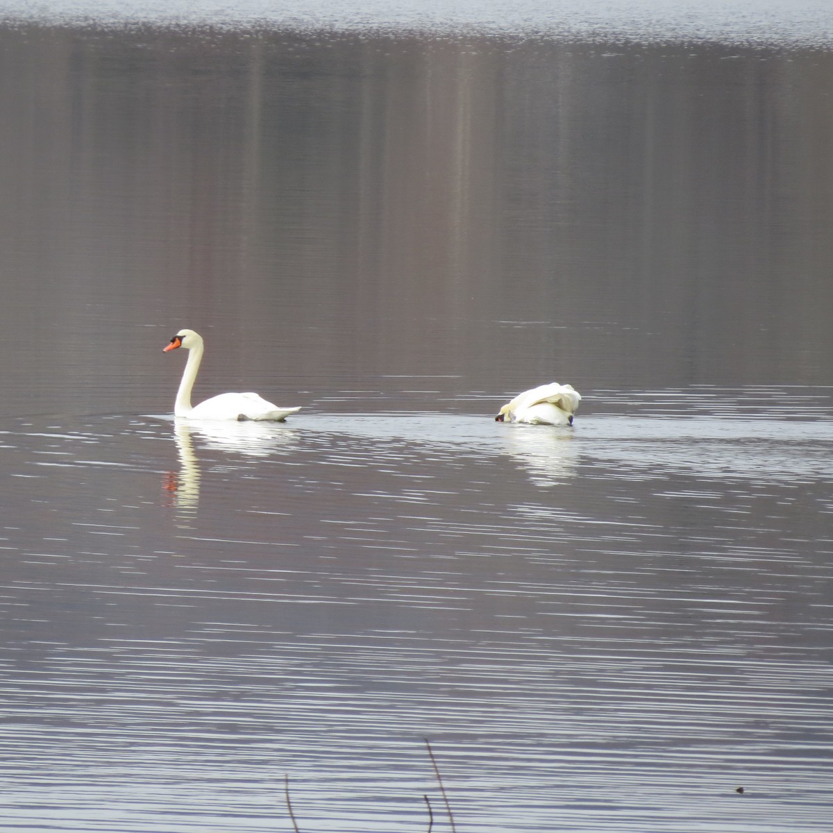 Mute Swan - ML645519073