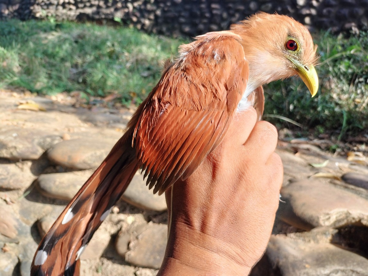 Common Squirrel-Cuckoo - ML645519074