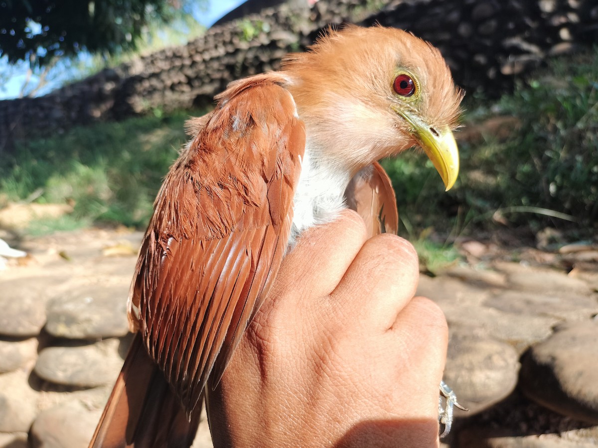 Common Squirrel-Cuckoo - ML645519075