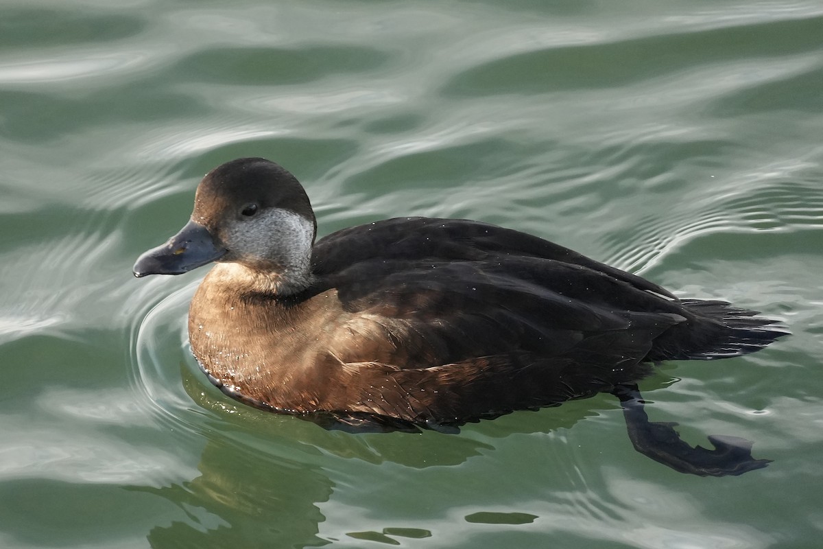 Black Scoter - ML645519076