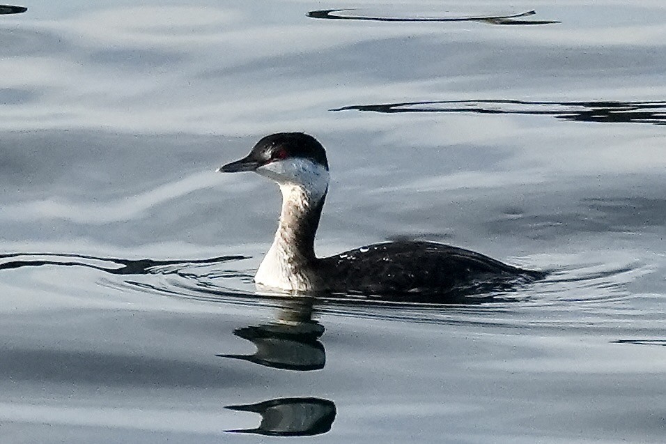 Horned Grebe - ML645519089