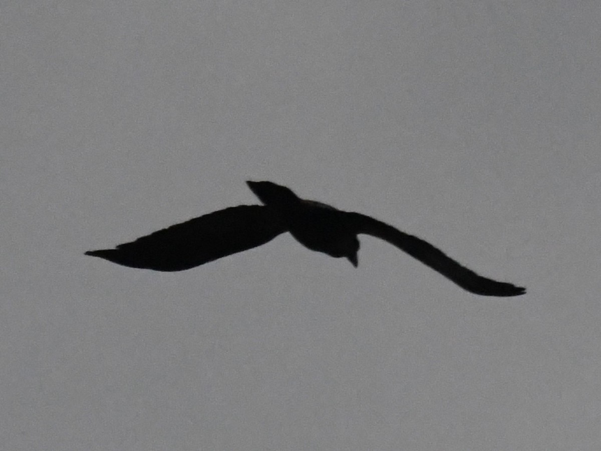 krkavec velký - ML645519092