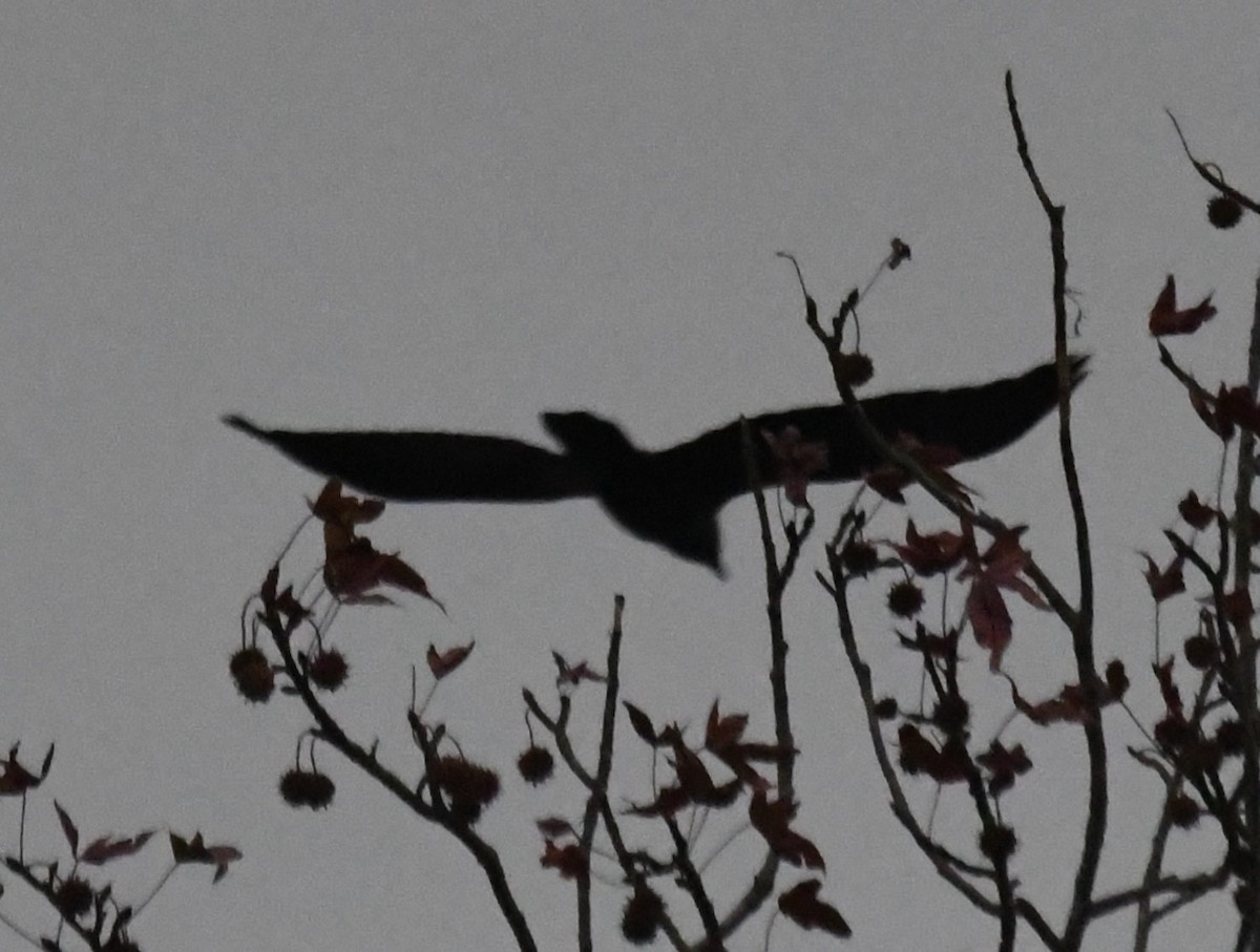 krkavec velký - ML645519093