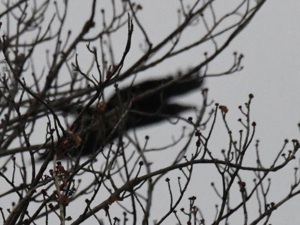 krkavec velký - ML645519094