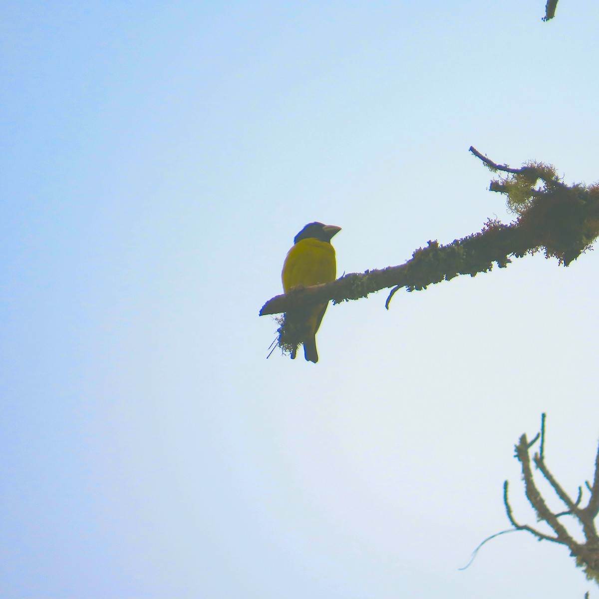 Hooded Grosbeak - ML645519099