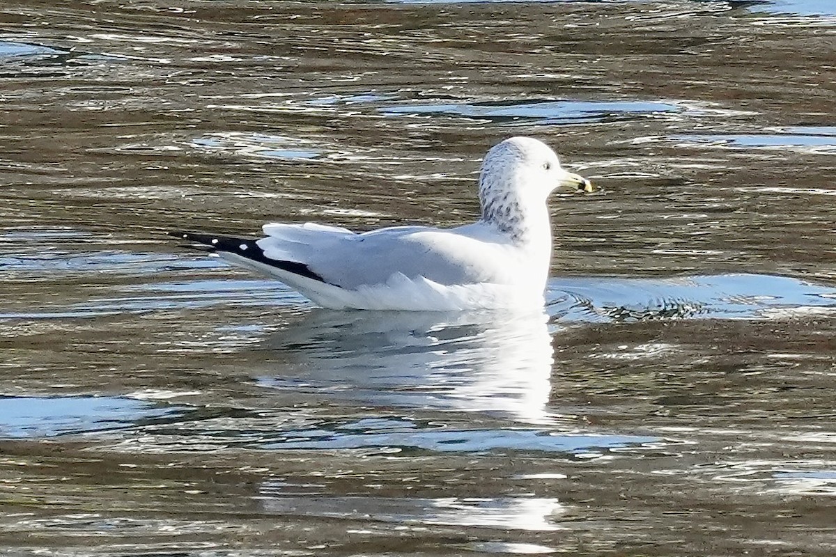 Ring-billed Gull - ML645519104