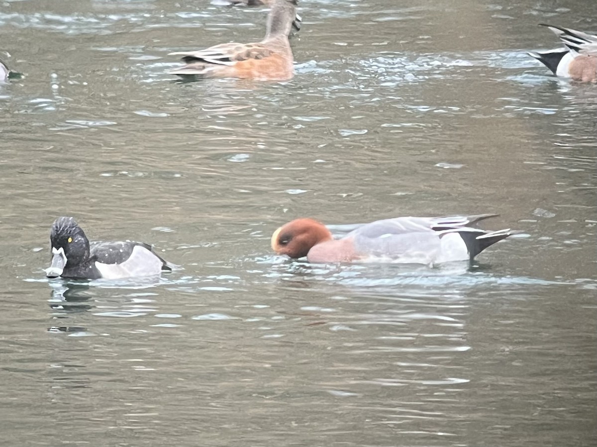 Eurasian Wigeon - ML645519118