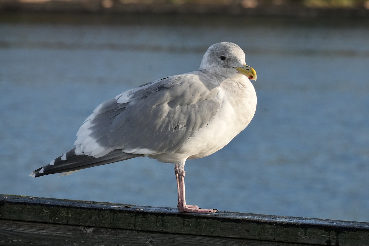 Glaucous-winged Gull - ML645519119