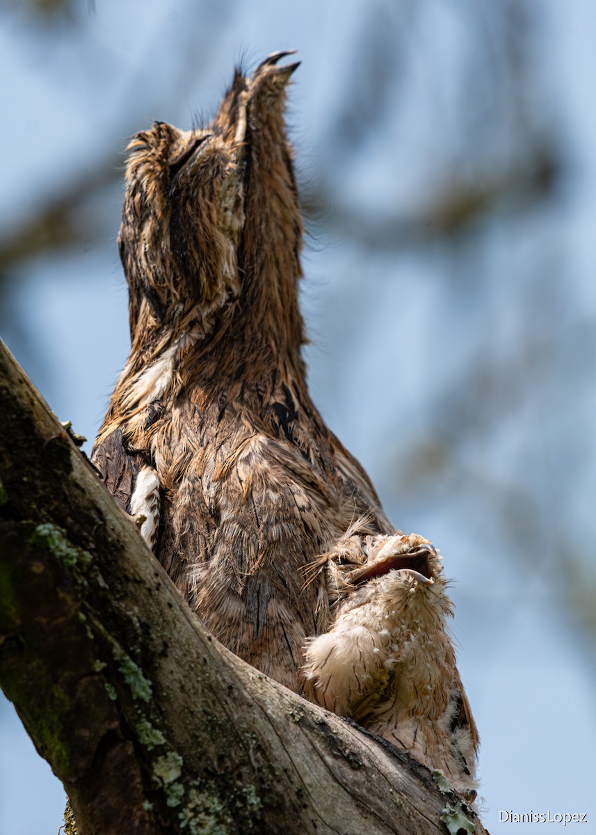 Common Potoo - ML645519125