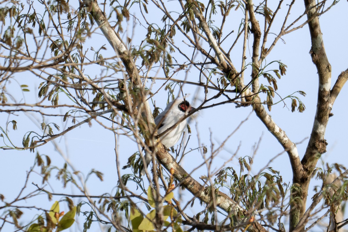 Masked Tityra - ML645519132