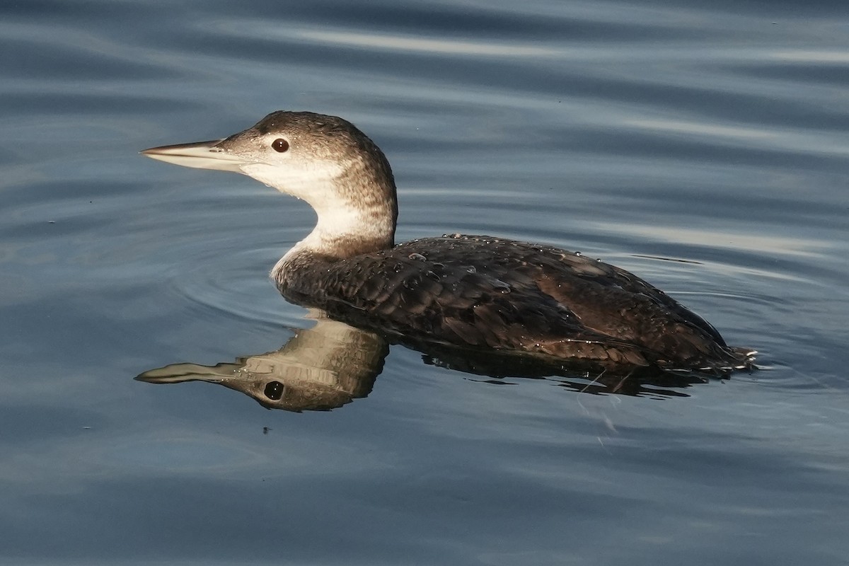 Common Loon - ML645519134