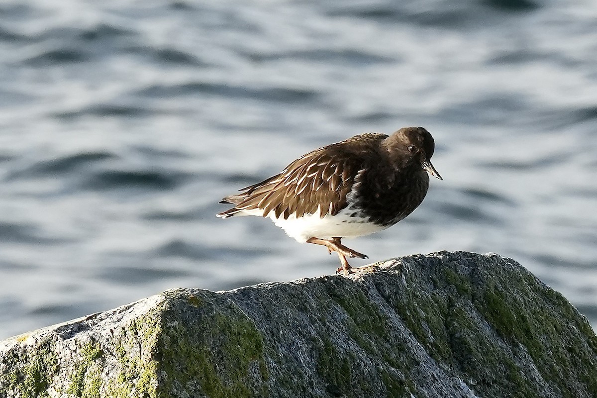 Black Turnstone - ML645519150
