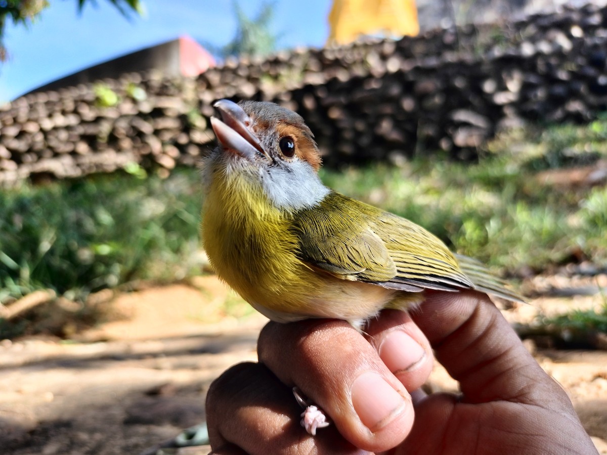 Rufous-browed Peppershrike - ML645519159