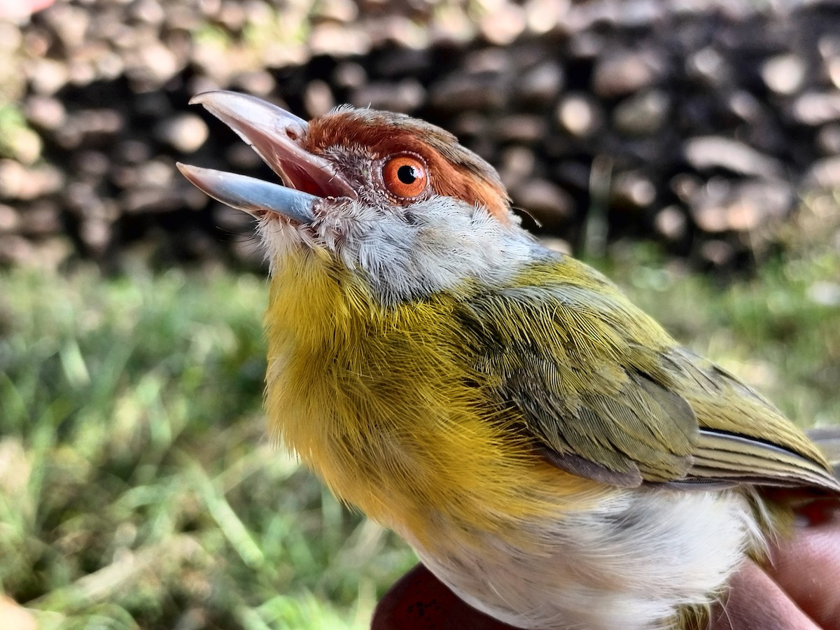 Vireón Cejirrufo - ML645519161