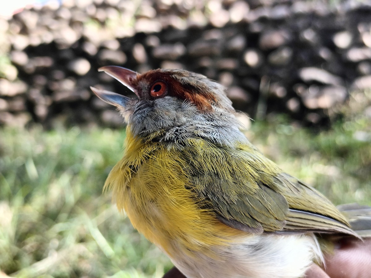 Vireón Cejirrufo - ML645519162