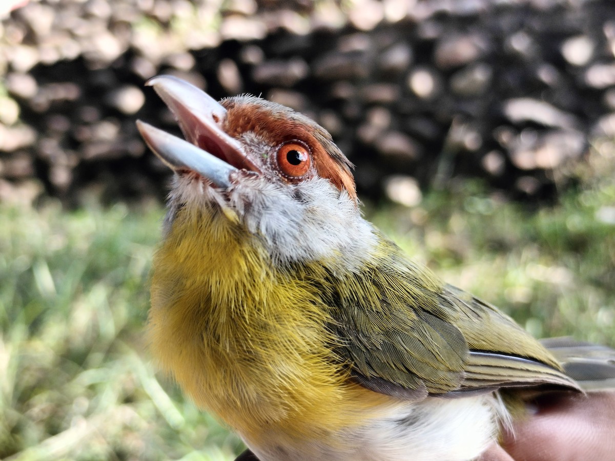 Vireón Cejirrufo - ML645519163