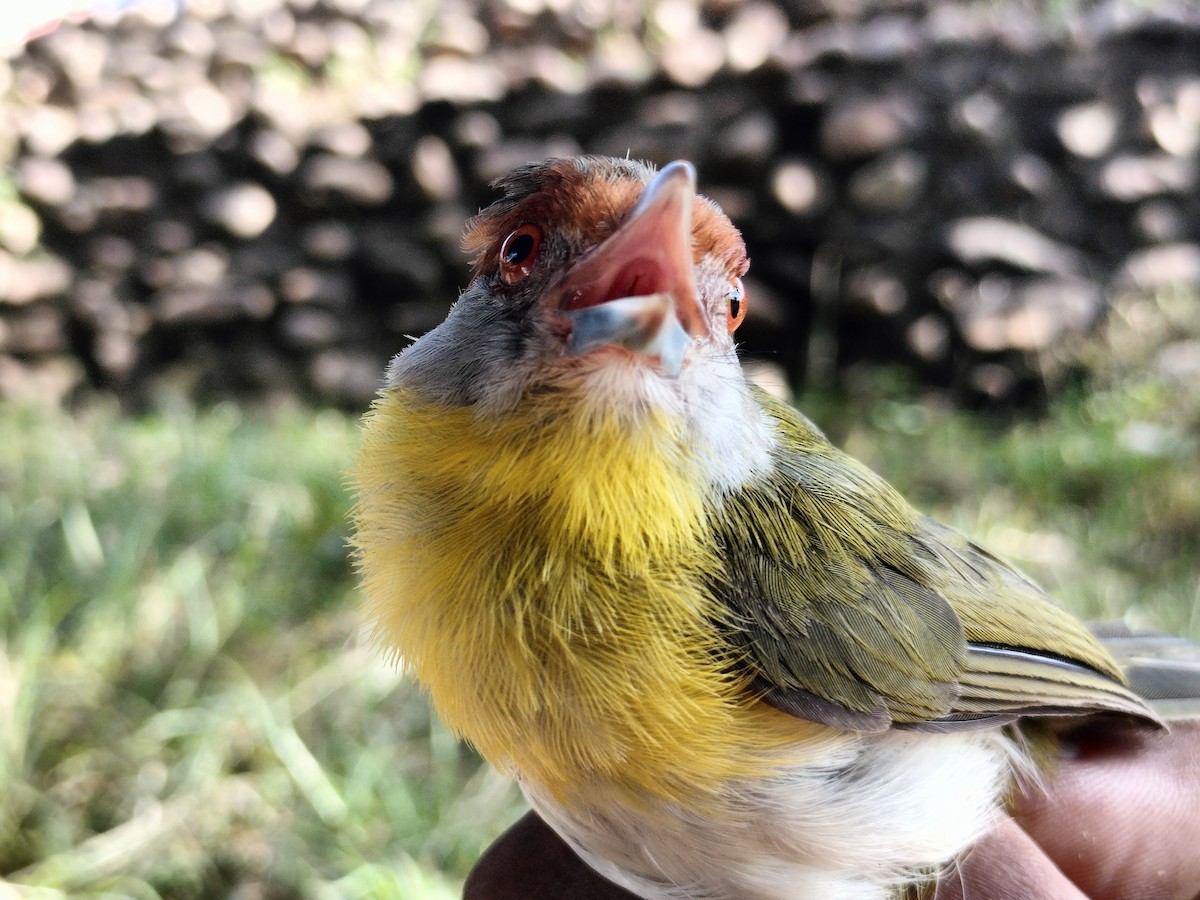 Vireón Cejirrufo - ML645519164