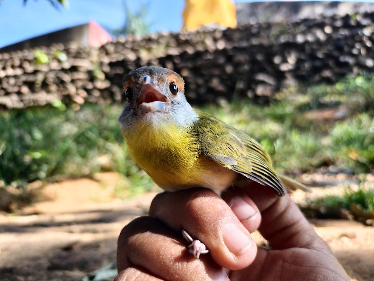 Vireón Cejirrufo - ML645519165