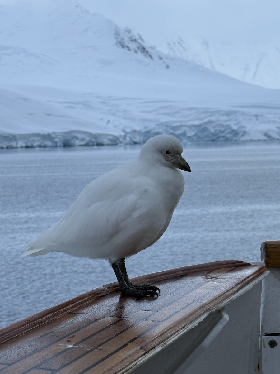 Snowy Sheathbill - ML645519167