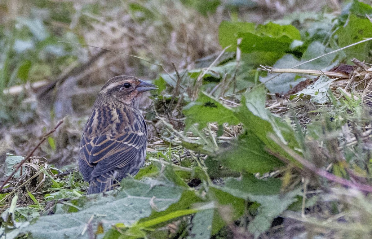 Sargento Alirrojo - ML645519175