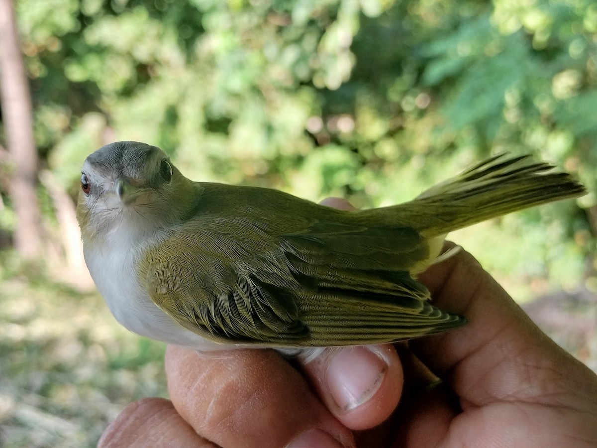 Vireo Ojirrojo/Chiví - ML645519178