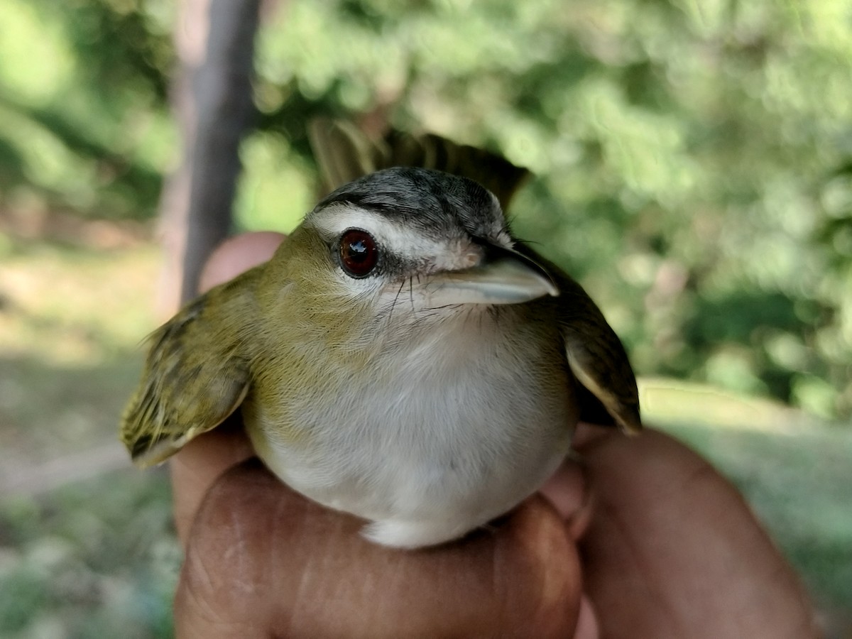 Vireo Ojirrojo/Chiví - ML645519179