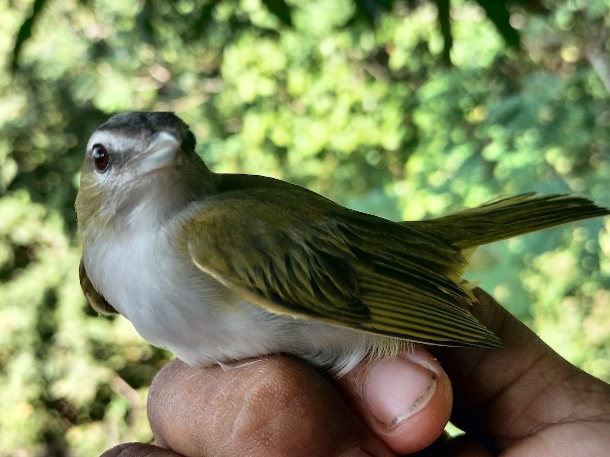Vireo Ojirrojo/Chiví - ML645519180