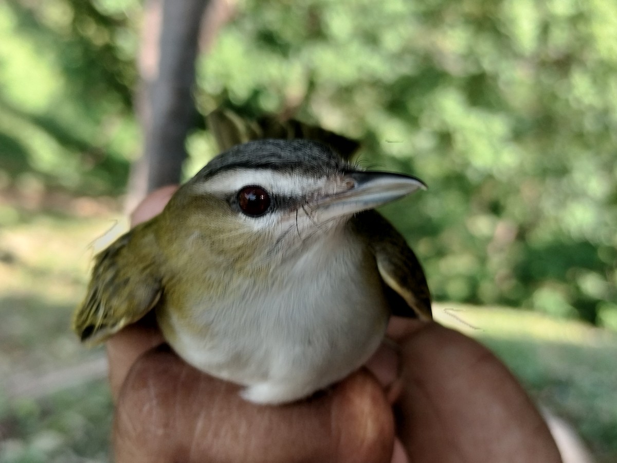 Vireo Ojirrojo/Chiví - ML645519181