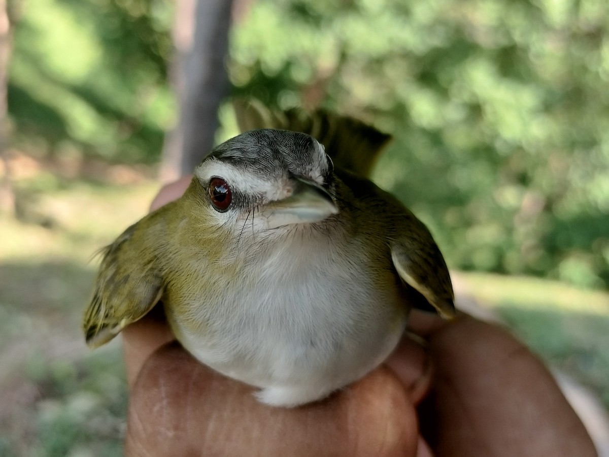 Vireo Ojirrojo/Chiví - ML645519182