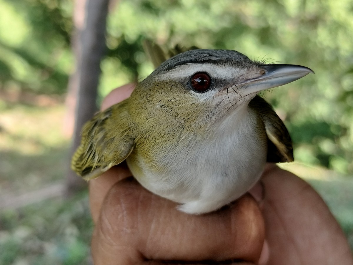 Vireo Ojirrojo/Chiví - ML645519183