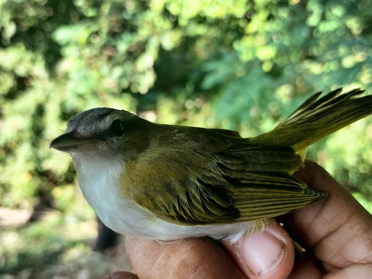 Vireo Ojirrojo/Chiví - ML645519184