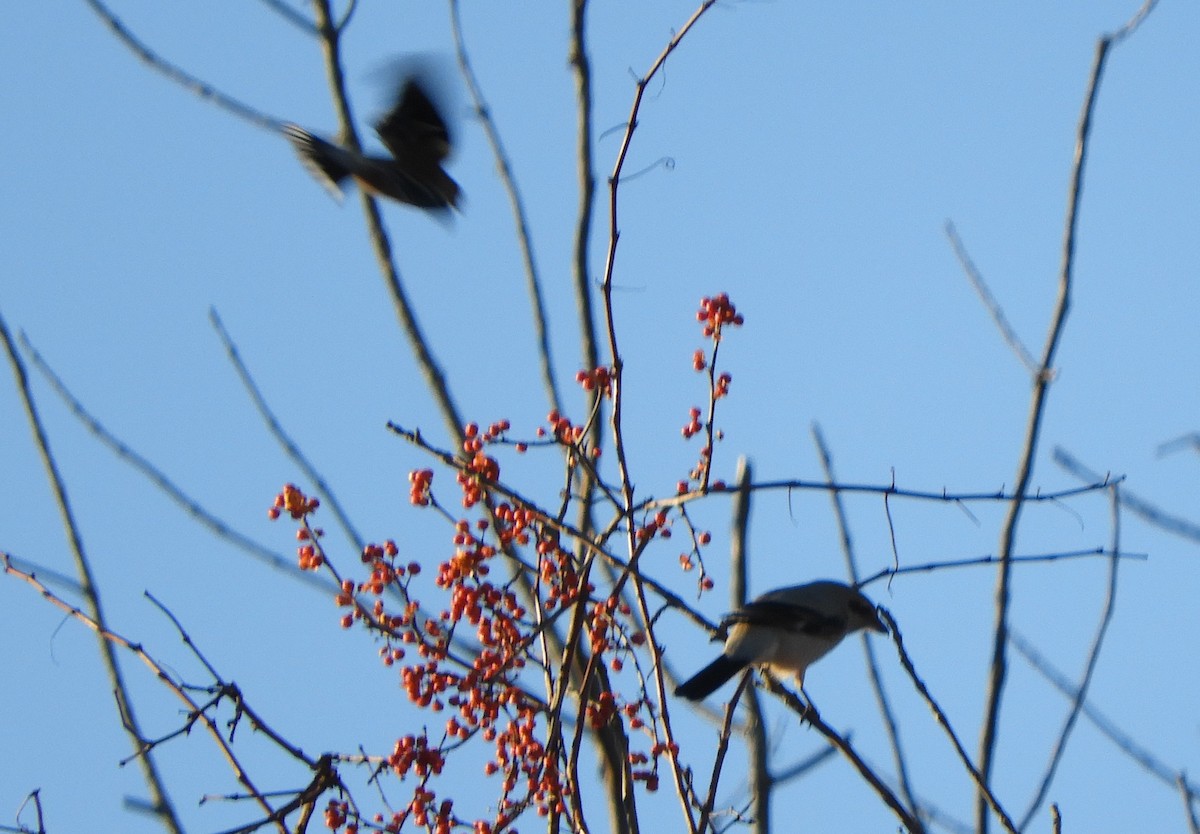 Alcaudón Boreal - ML645519186