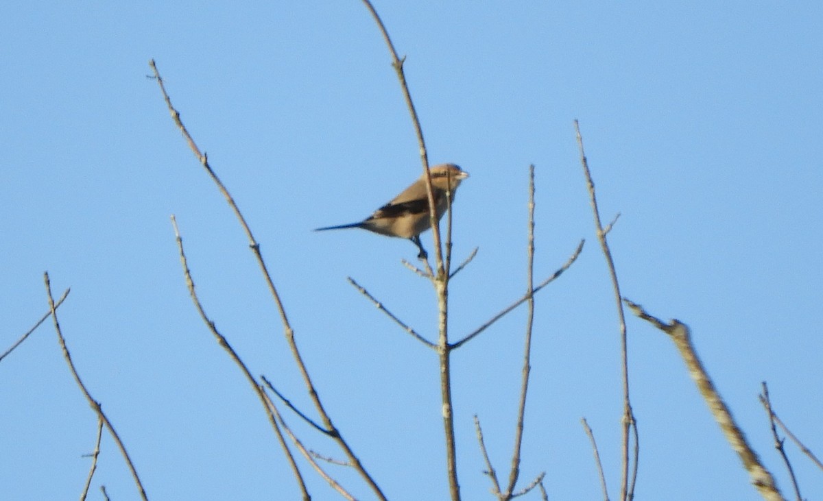 Alcaudón Boreal - ML645519187