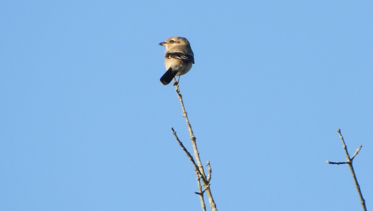 Alcaudón Boreal - ML645519188