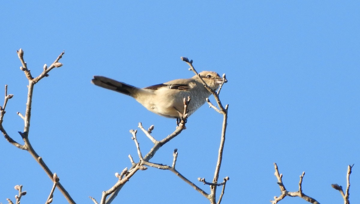 Alcaudón Boreal - ML645519189