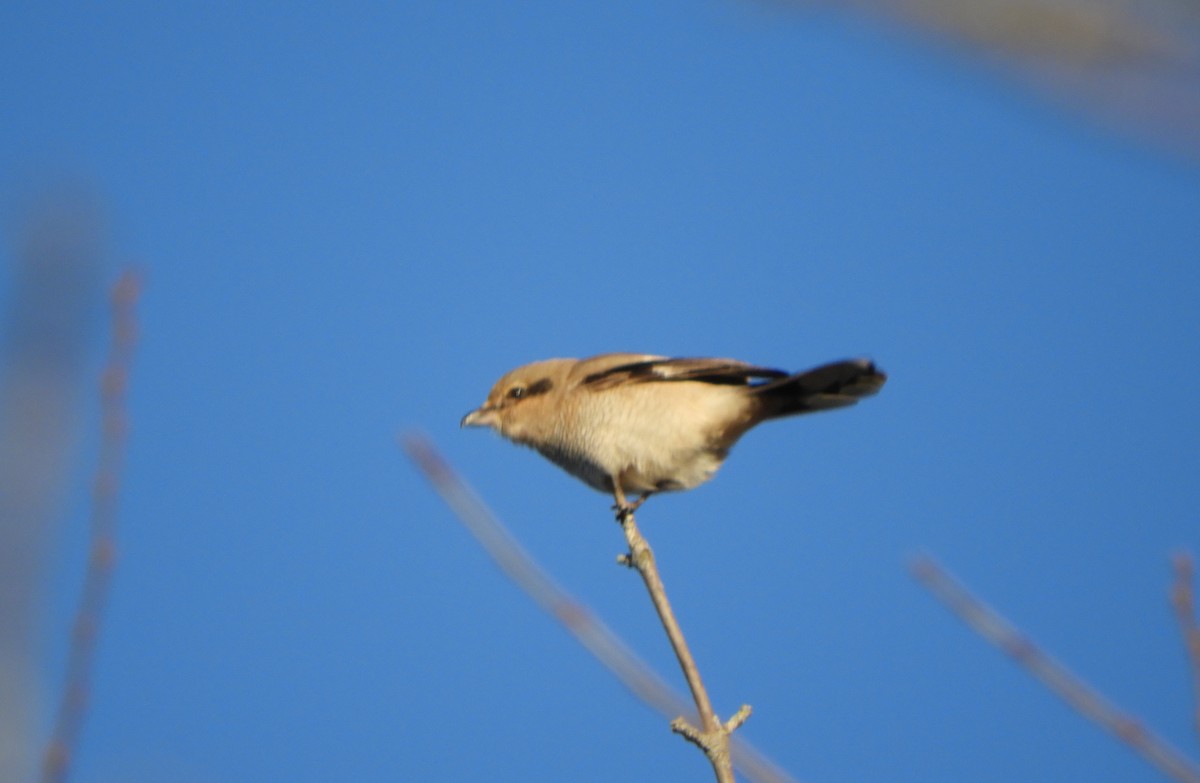 Alcaudón Boreal - ML645519190