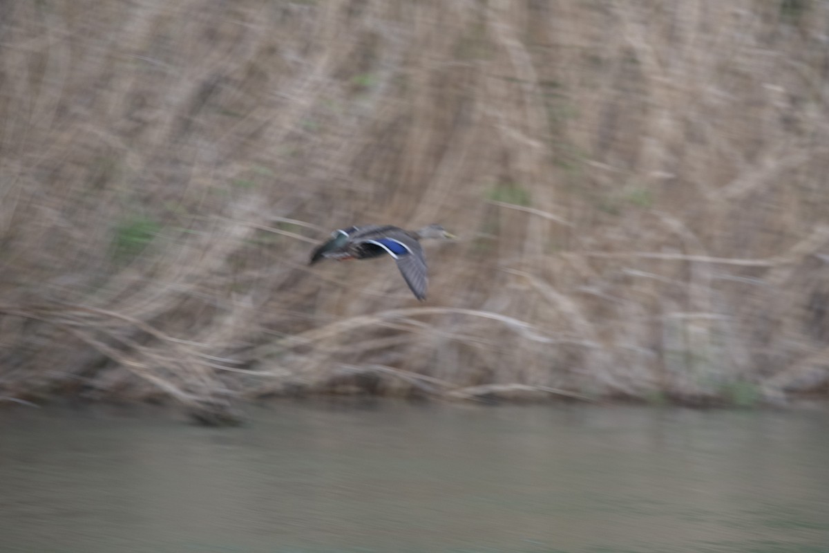 Ánade Mexicano - ML645519191