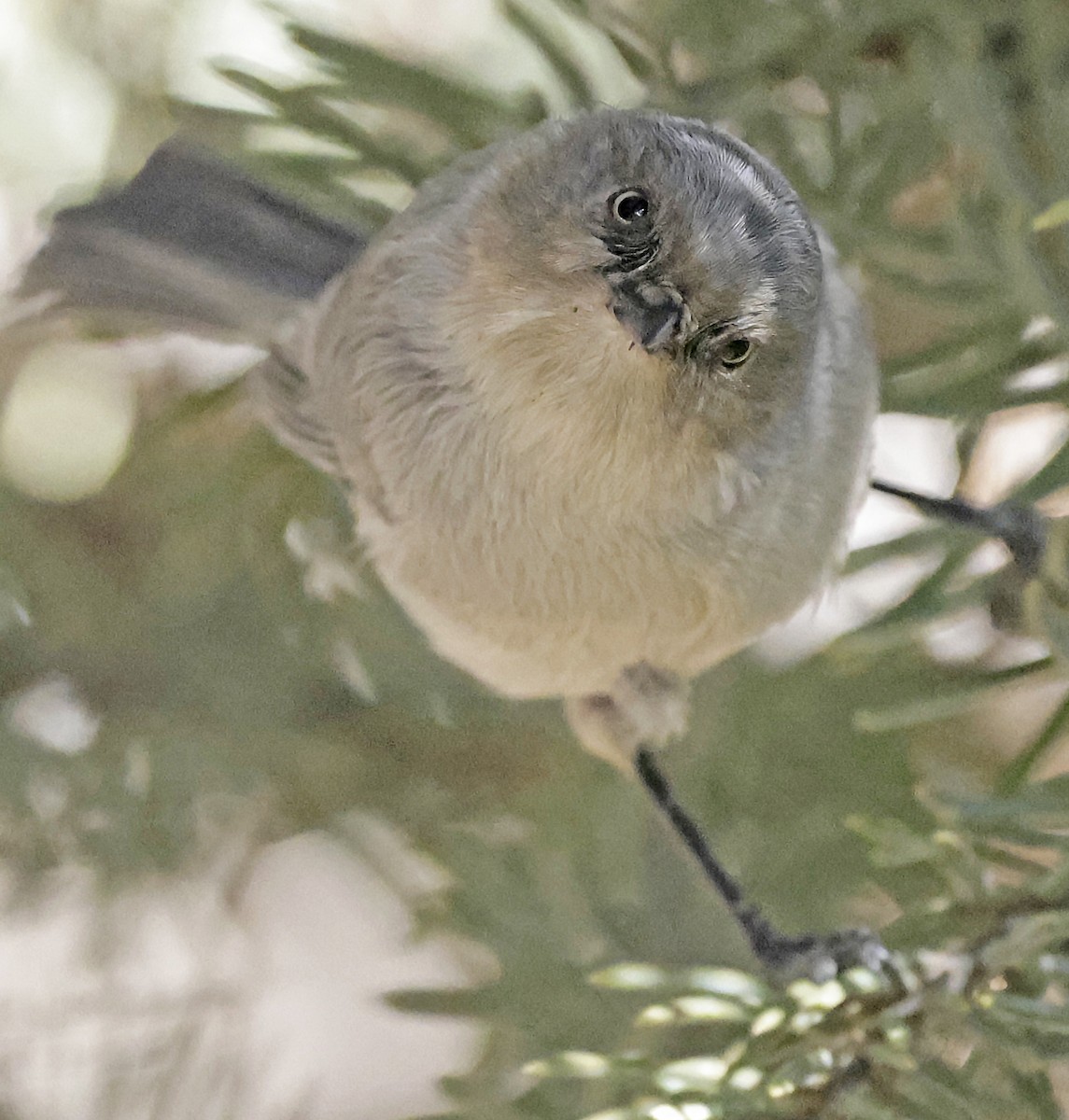 Mito Sastrecillo - ML645519193