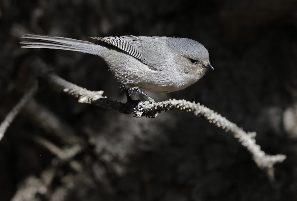 Mito Sastrecillo - ML645519194
